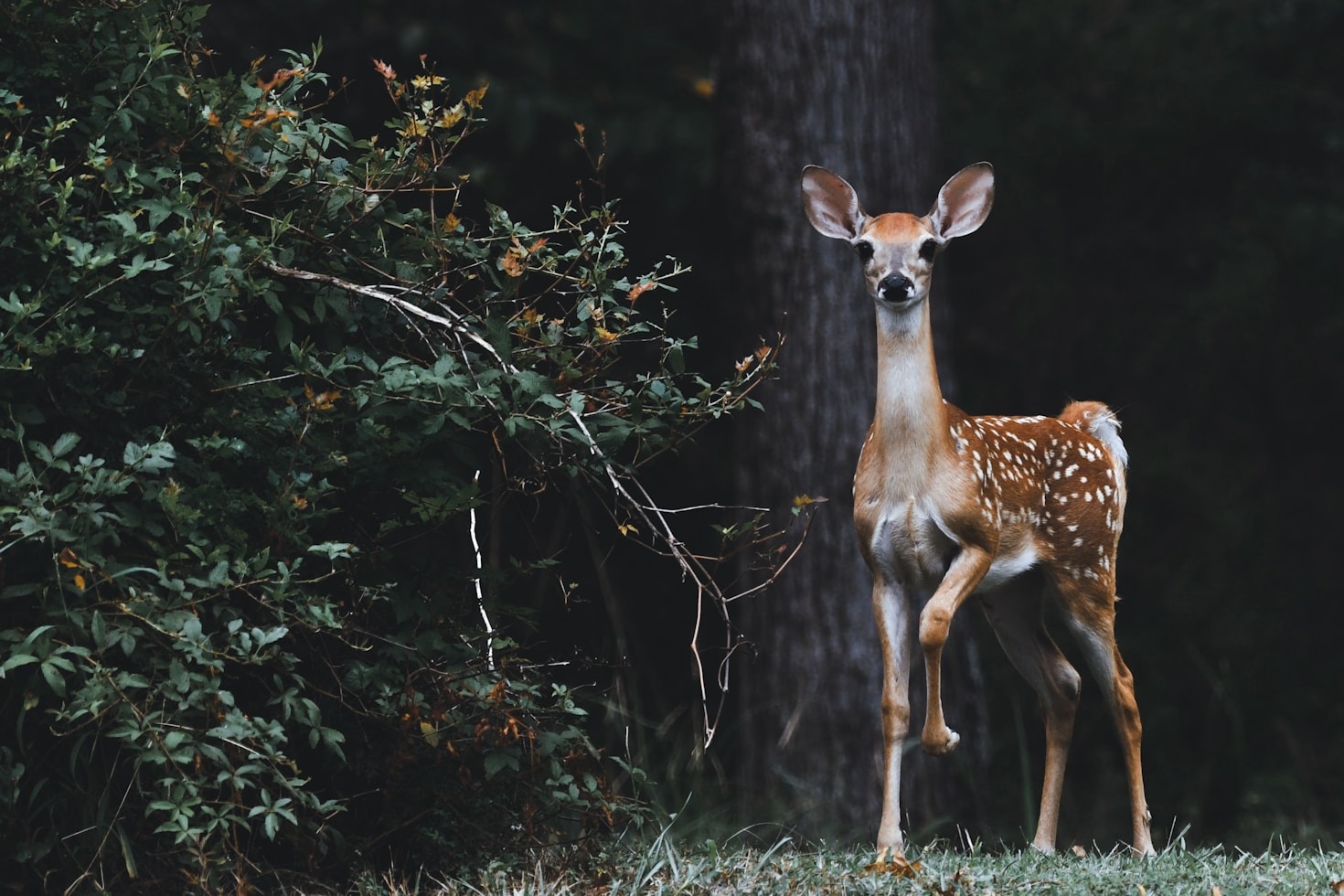The Importance Of Humane Wildlife Removal