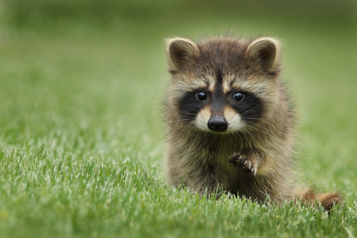 How To Identify Signs Of Infestation